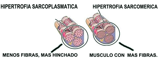 Hipertrofia sarcoplasmatica vs hipertrofia sarcomerica